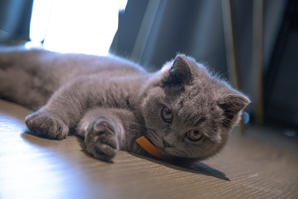 一直可爱的小蓝胖子