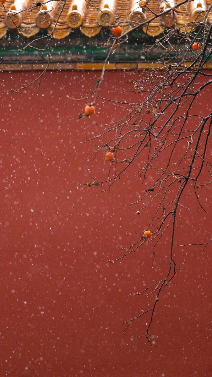 初雪故宫墙外的柿子