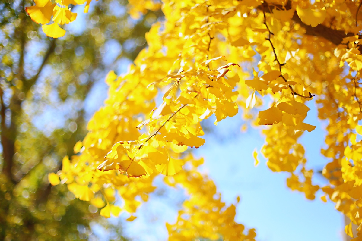 晚秋美出天际的银杏
