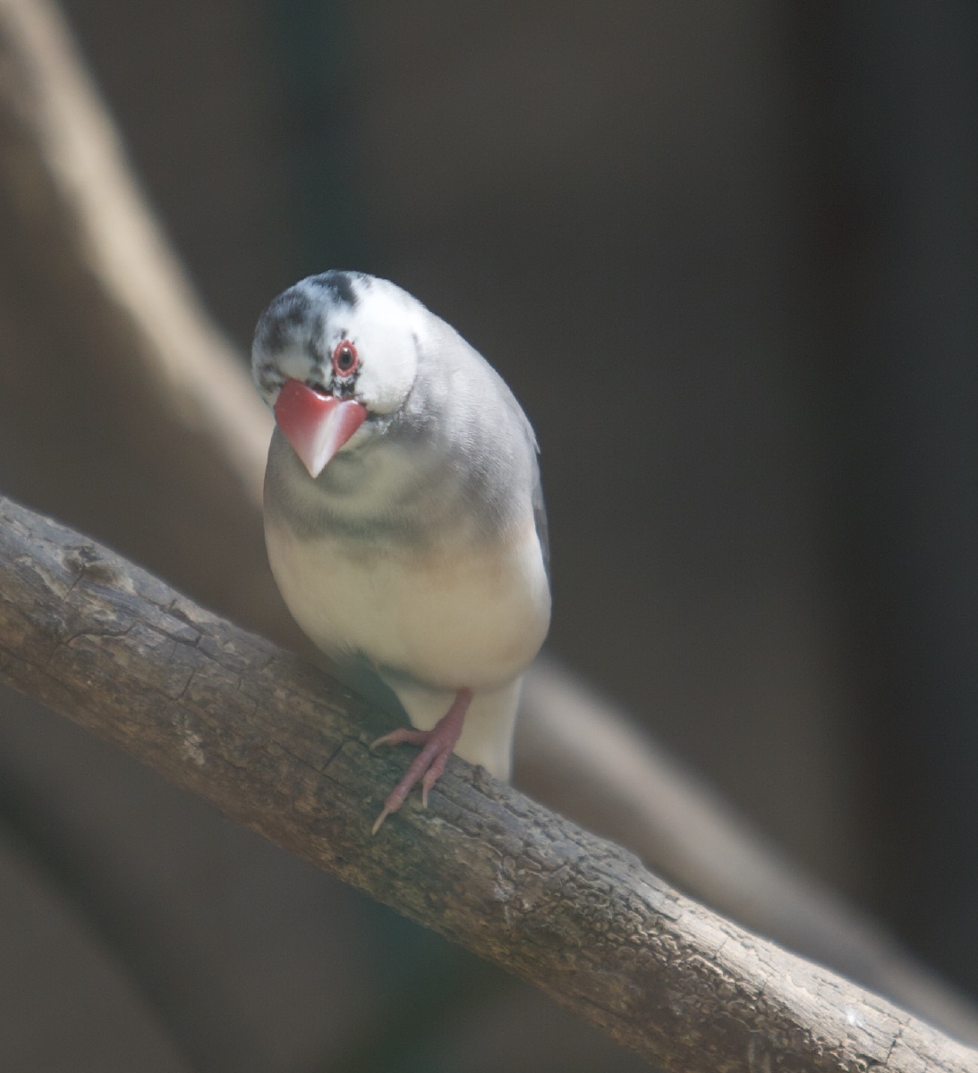 爪哇禾雀 - 孝德 - 图虫