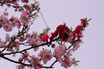 D7705712-874C-4917-8BDD-42F5C78F549E/L0/001
