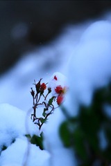 88C0864A-9A10-46DB-B354-83A04DBB7FA6/L0/001