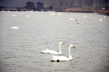 DSC_0375_