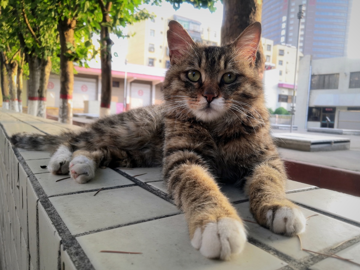 威武的小脑斧——狸花猫