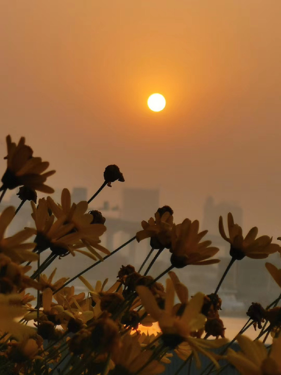 记一个日出日落给你在半梦半醒的夏日清晨