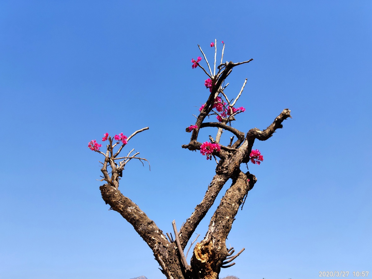 枯木逢春