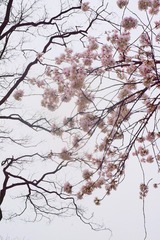 A65D9B32-8949-40F3-B8E5-16D4580CD44C/L0/001