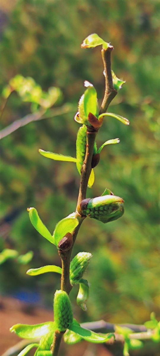 春天来喽柳树发芽了