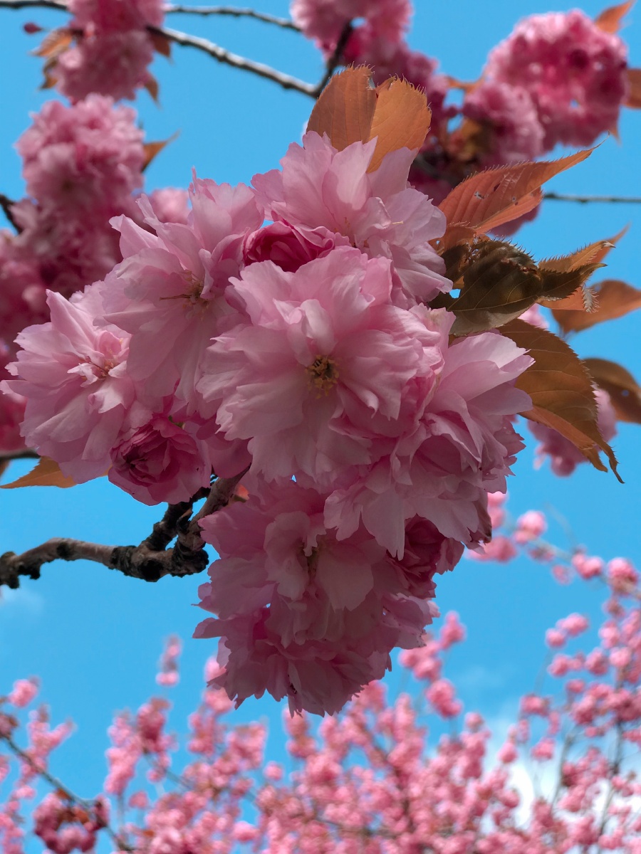 八重樱 - amiあ - 图虫