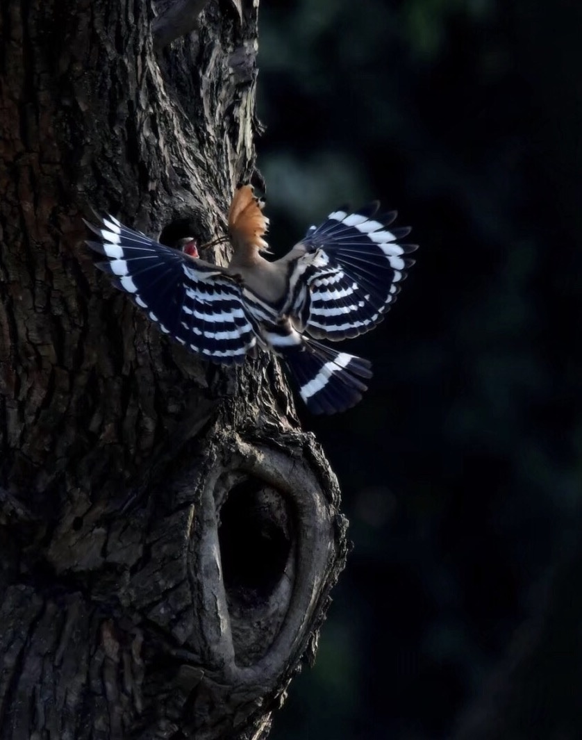 拍鸟- 摄影师159286852564037