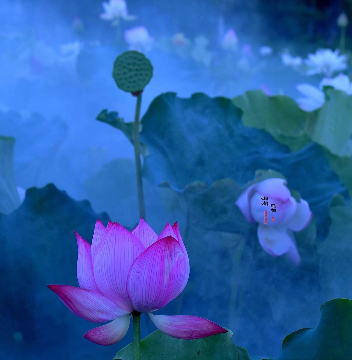 好看的荷花 - 上善若水君 - 图虫