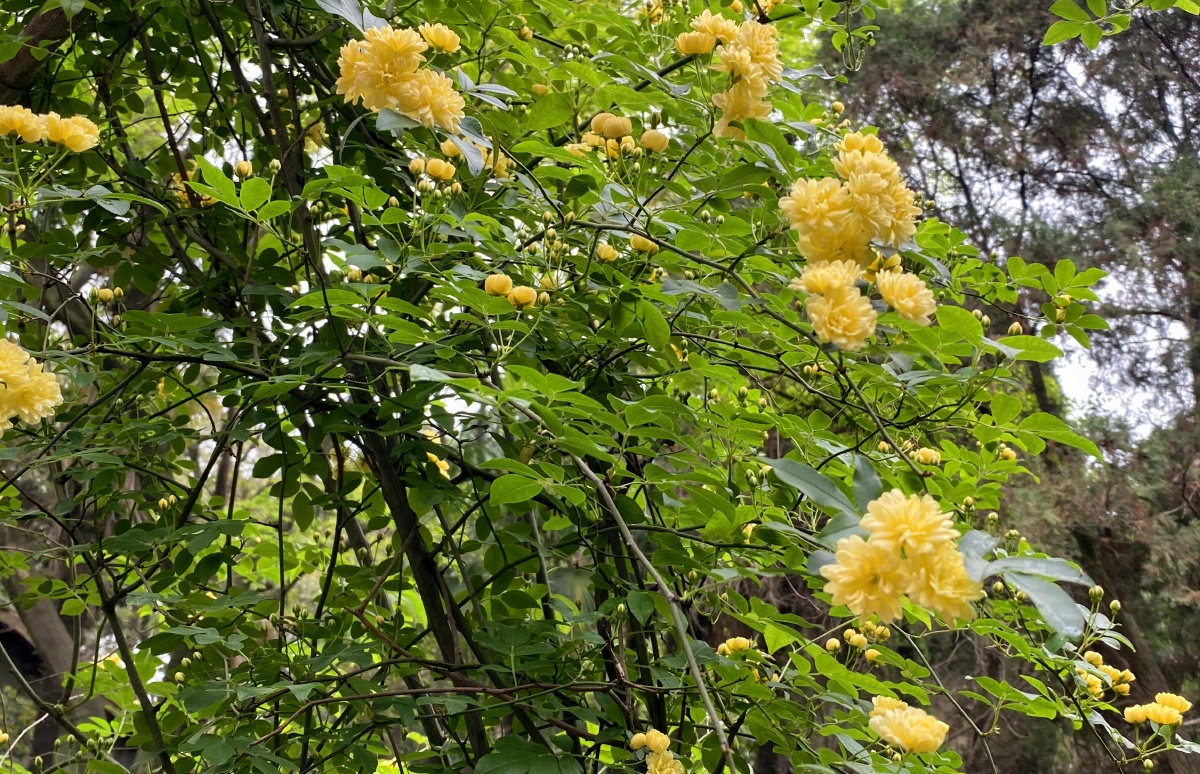 木香花是攀援小灌木