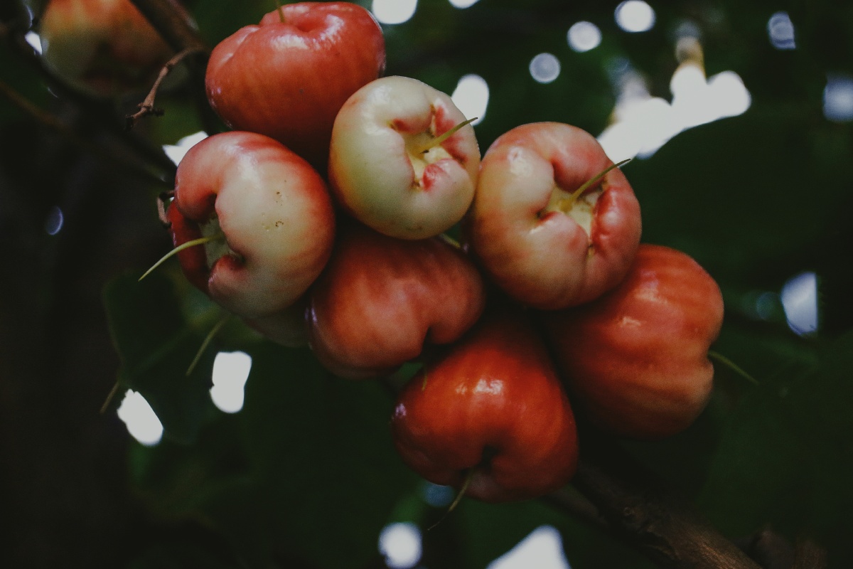 洋蒲桃桃金娘科乔木又名天桃莲雾琏雾爪哇蒲桃在医药方面洋蒲桃的果实