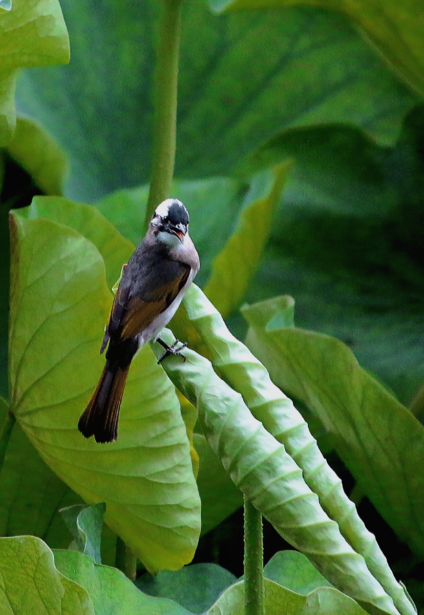 白头鹎 又名白头翁,白头婆.