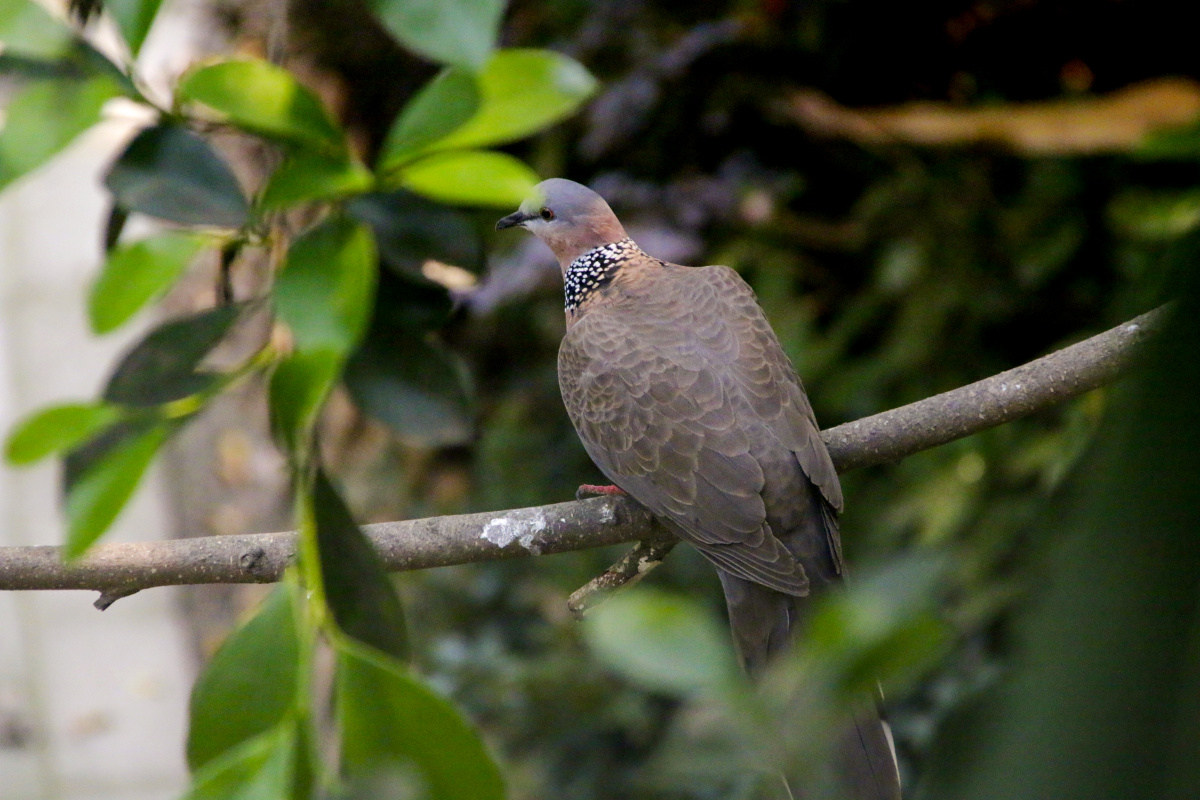 珠颈斑鸠是中国东部和南部最为常见的野生鸽形目鸟类俗称野鸽子