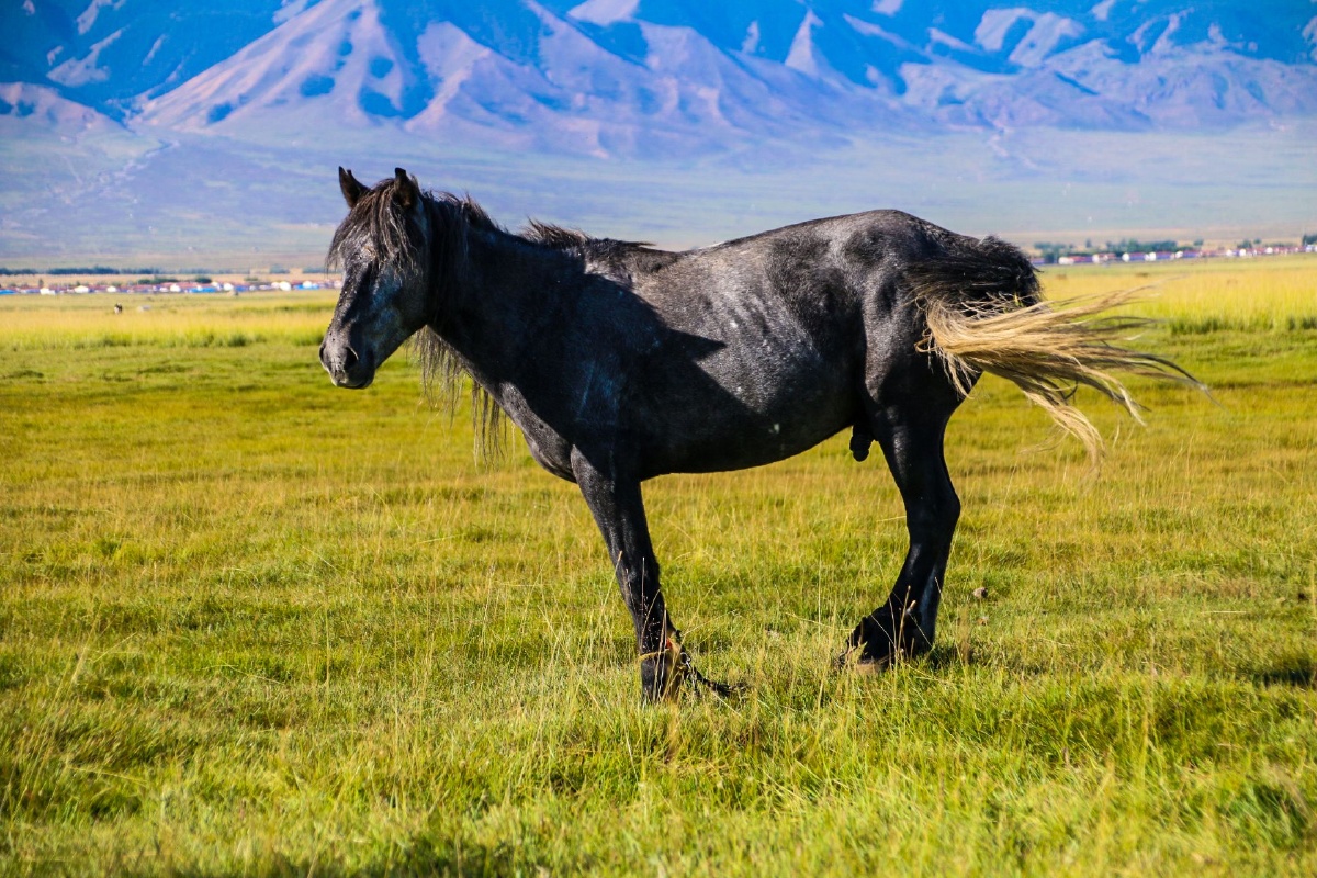 巴里坤大草原二