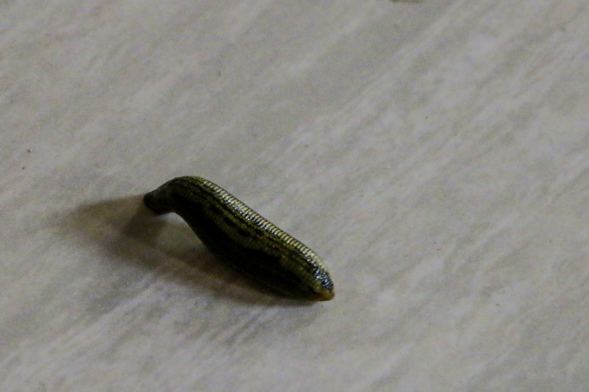 水蛭俗名蚂蟥在神农本草经中已有记载具有很高的药用价值在内陆淡水