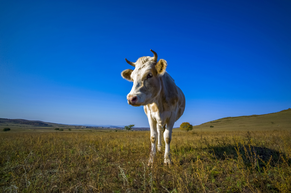 牛牛牛牛年大吉