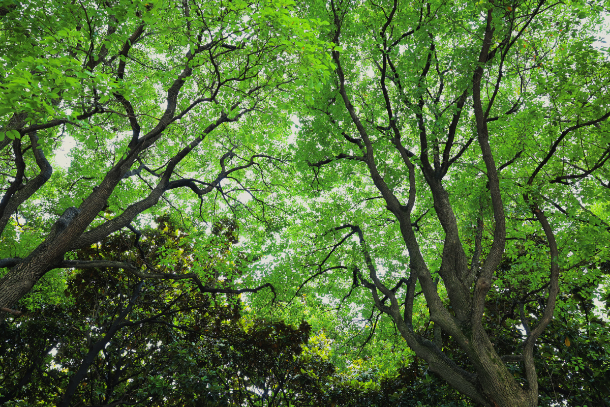 城市也有绿树成荫