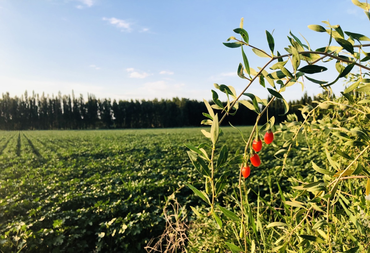 万绿丛中一点红硕大野生枸杞新疆精河哈哈