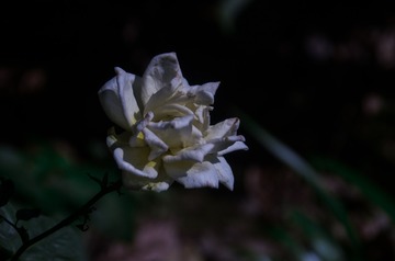 2616067