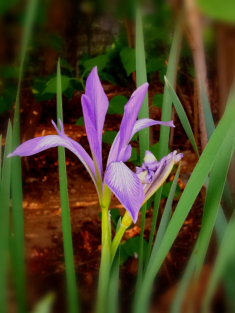 是多年生密丛草本植物.