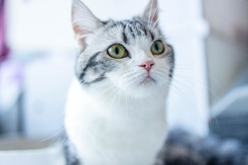 33667
