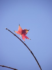 1531011