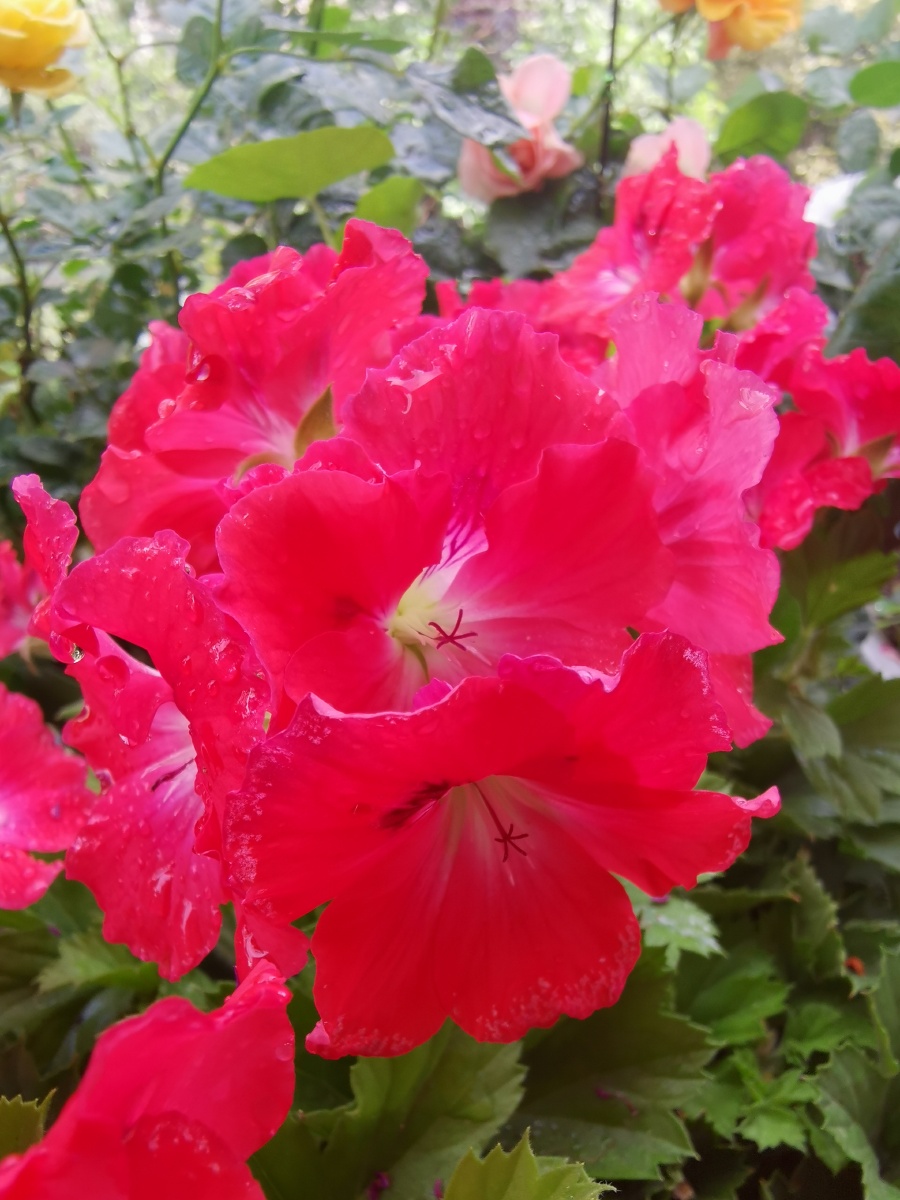 世界这么大花儿这么美我要飞得更高