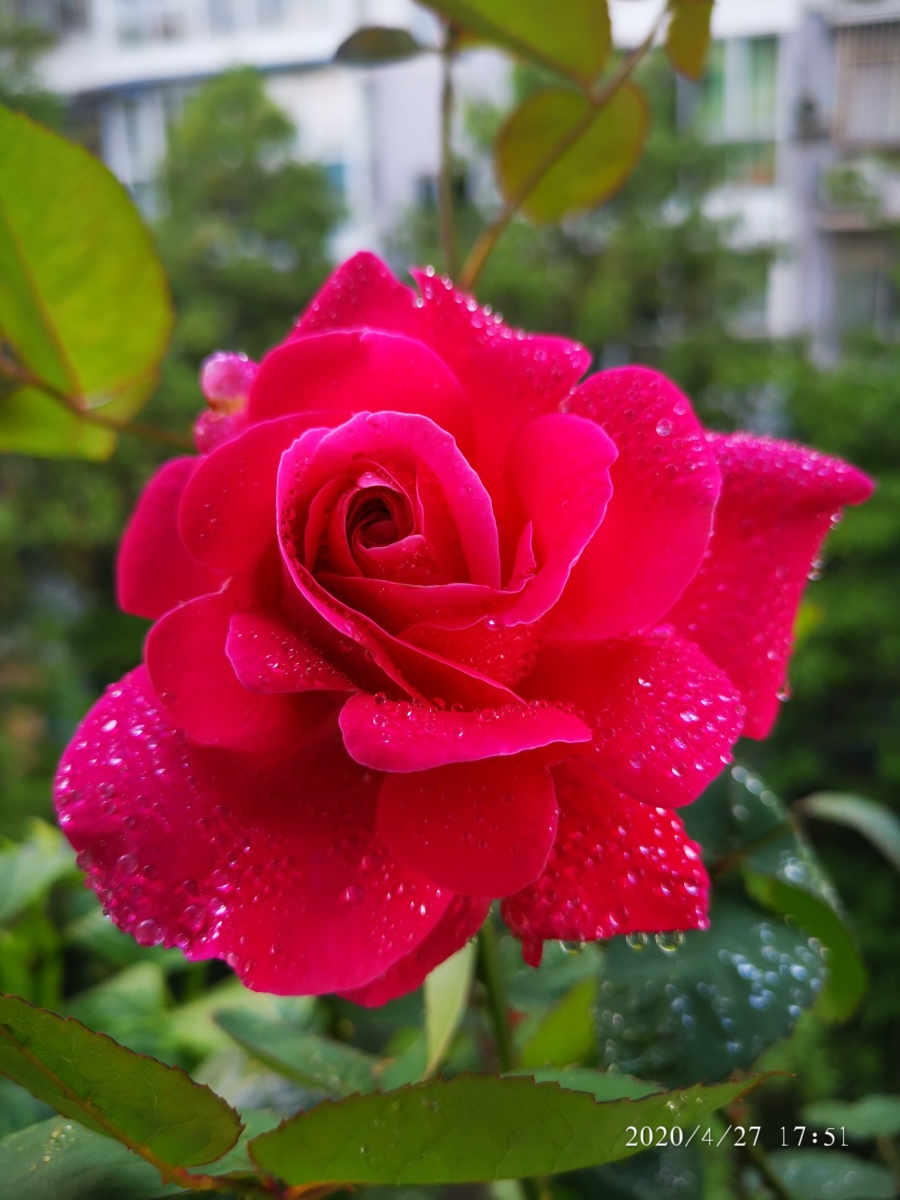 世界这么大花儿这么美我要飞得更高