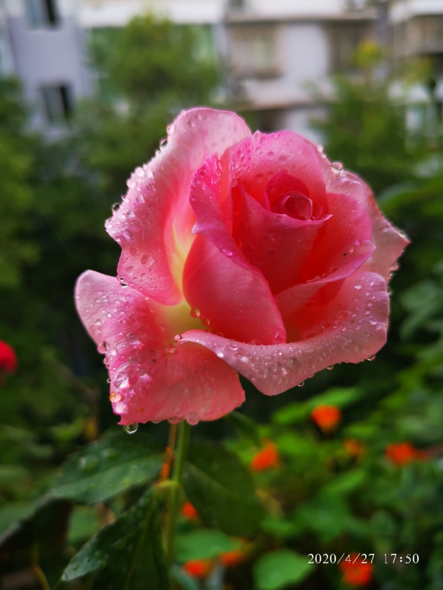 世界这么大花儿这么美我要飞得更高