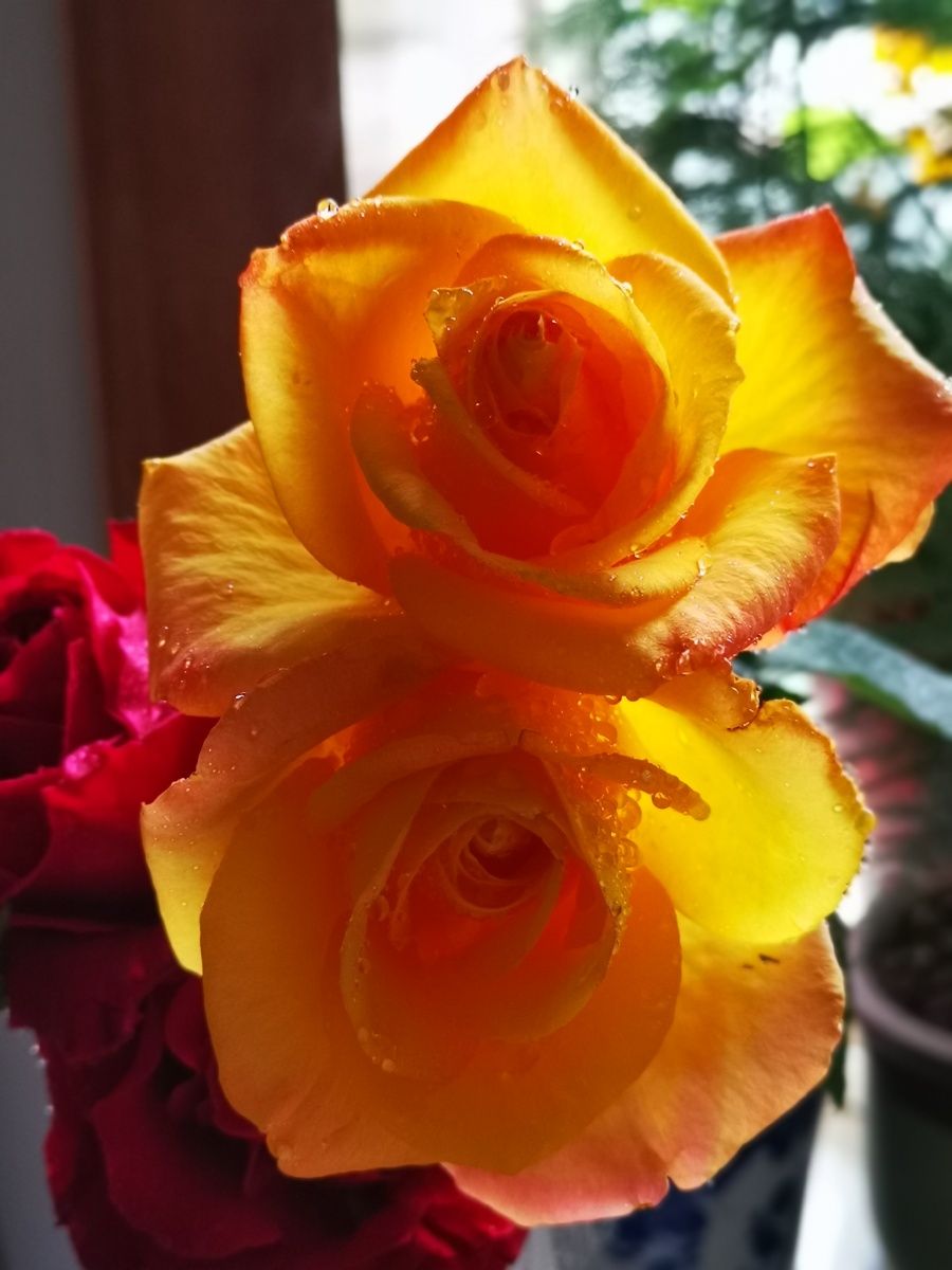 世界这么大花儿这么美我要飞得更高