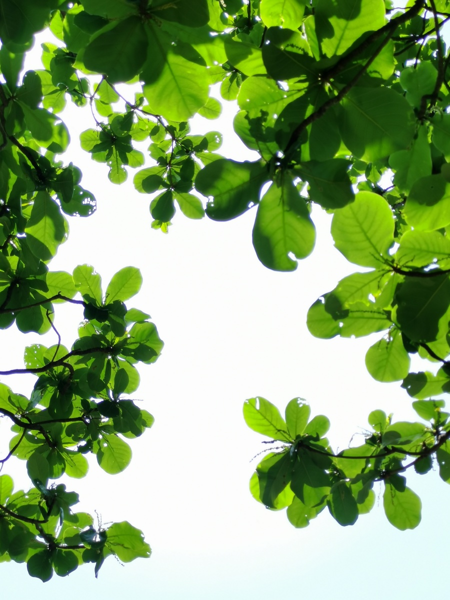 树影的遐想组照六61小燕子摄影