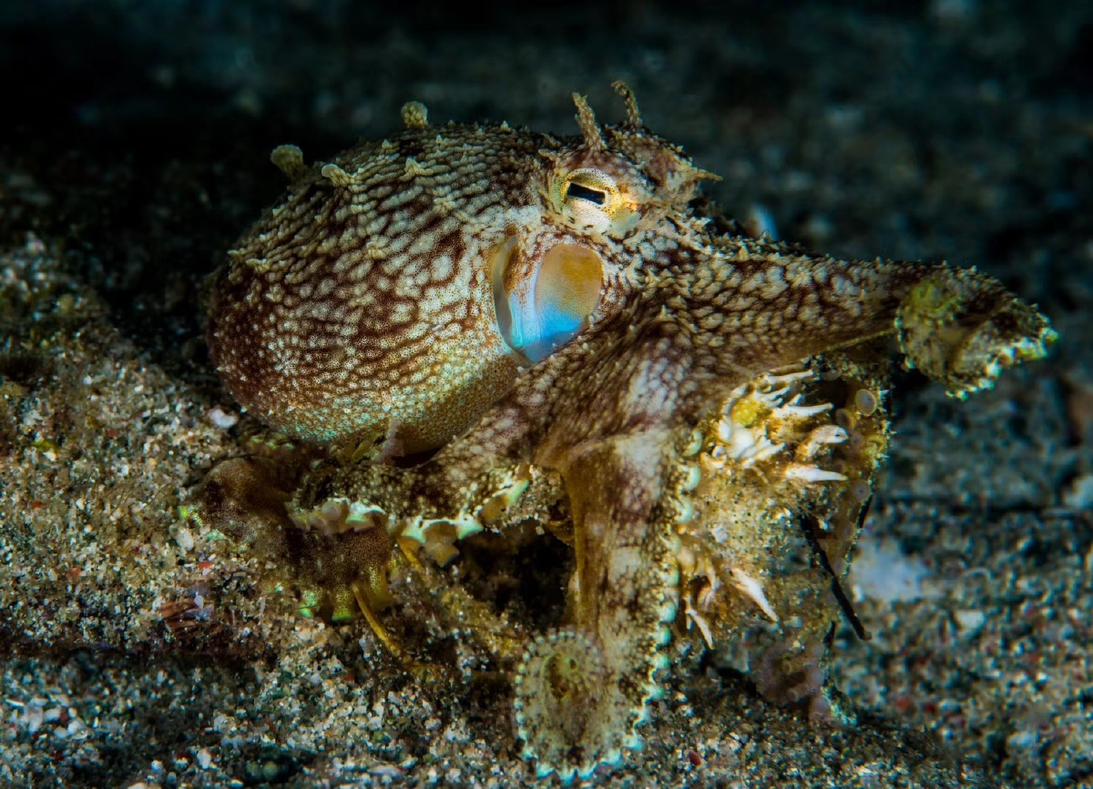 捕食螃蟹的章鱼