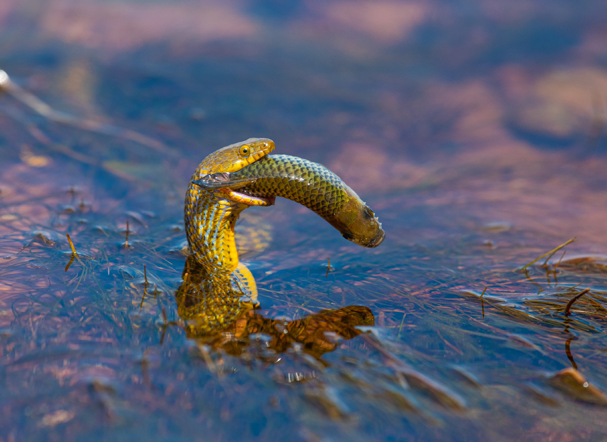 猎捕- 深蓝色莲花 - 图虫