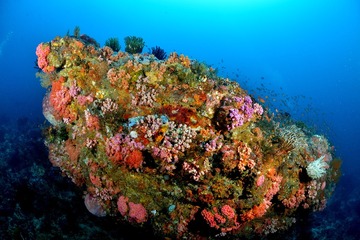 珊瑚石-Coral stone