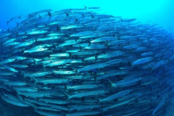 海浪群 Barracuda school