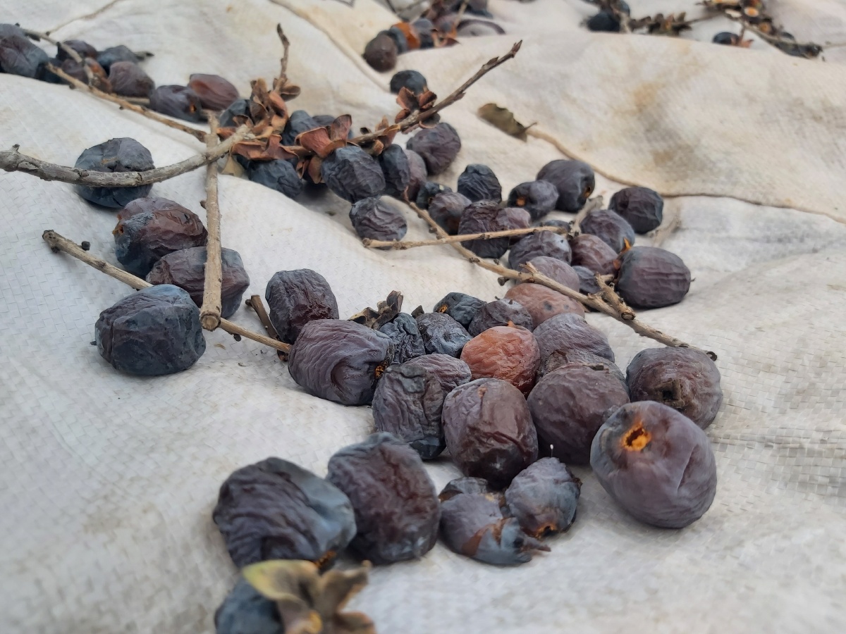 河北邯郸的冬日黑枣