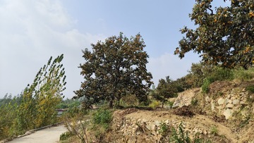 1000016592