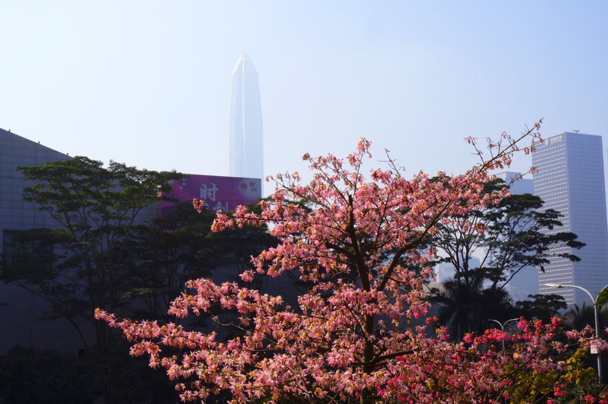 深圳深圳的冬季莲花山华为周边深圳大学