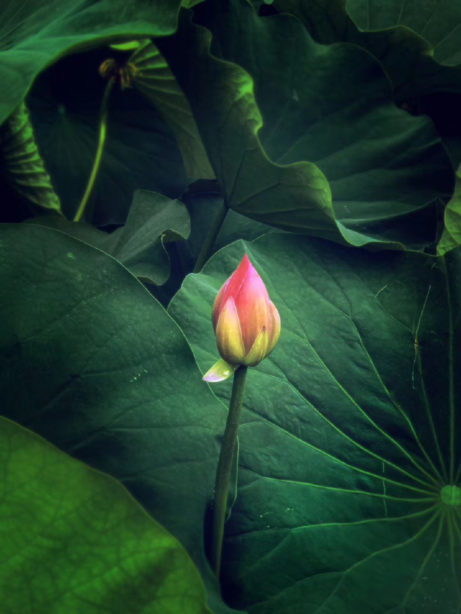 荷花未开 含苞待放
