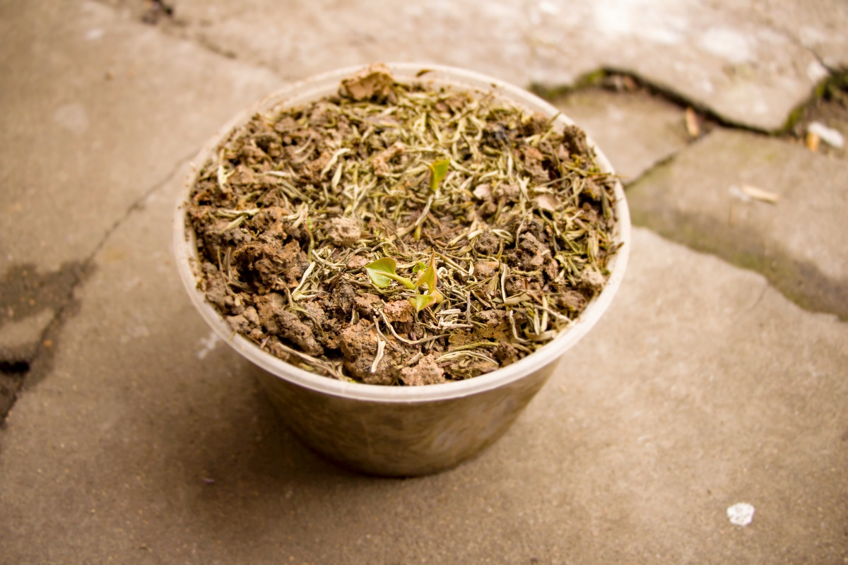 我种的鱼腥草发芽了 - 佳能700D, 静物, 微距, 中