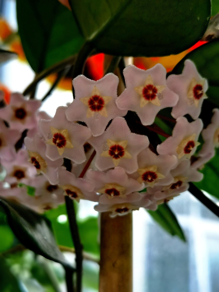 美丽的球兰046904690469