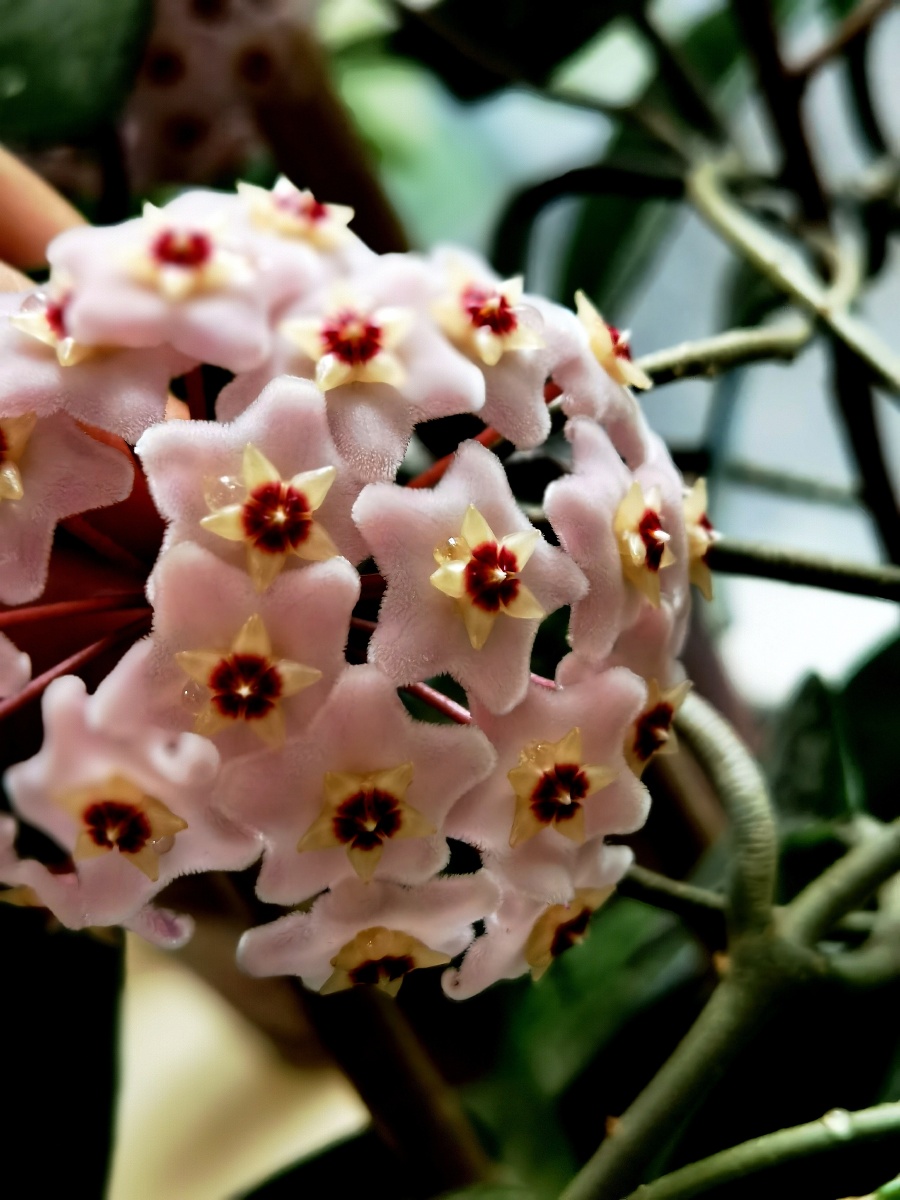 美丽的球兰046904690469