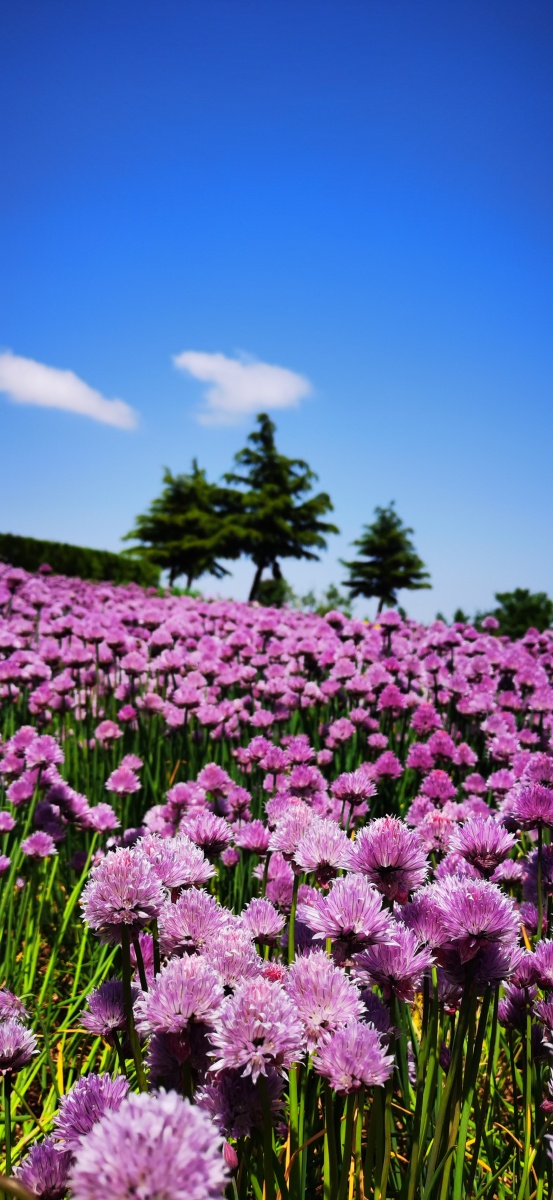 阳光下的花海