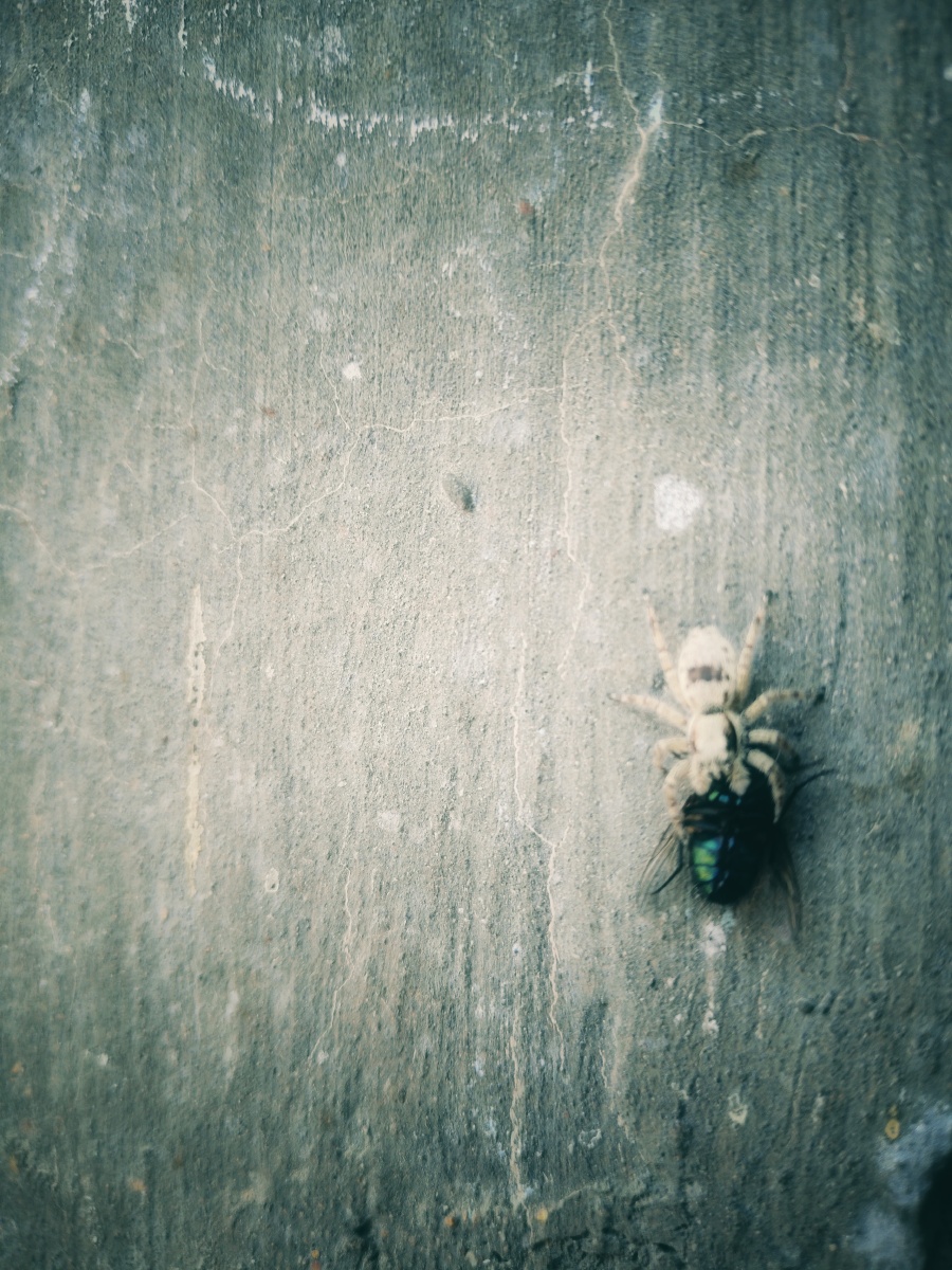 抓拍一张蜘蛛吃苍蝇