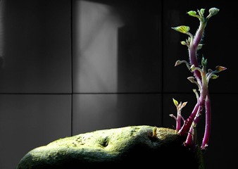 P1120589-1