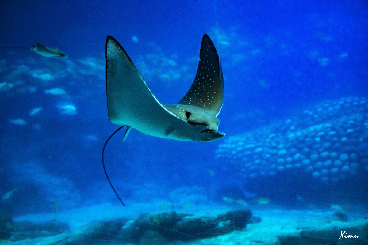 白海豚鲸和魔鬼鱼