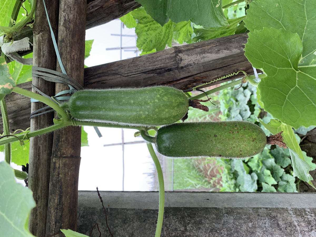 家乡新鲜的农作物9191 - 摄影师shirley - 图虫