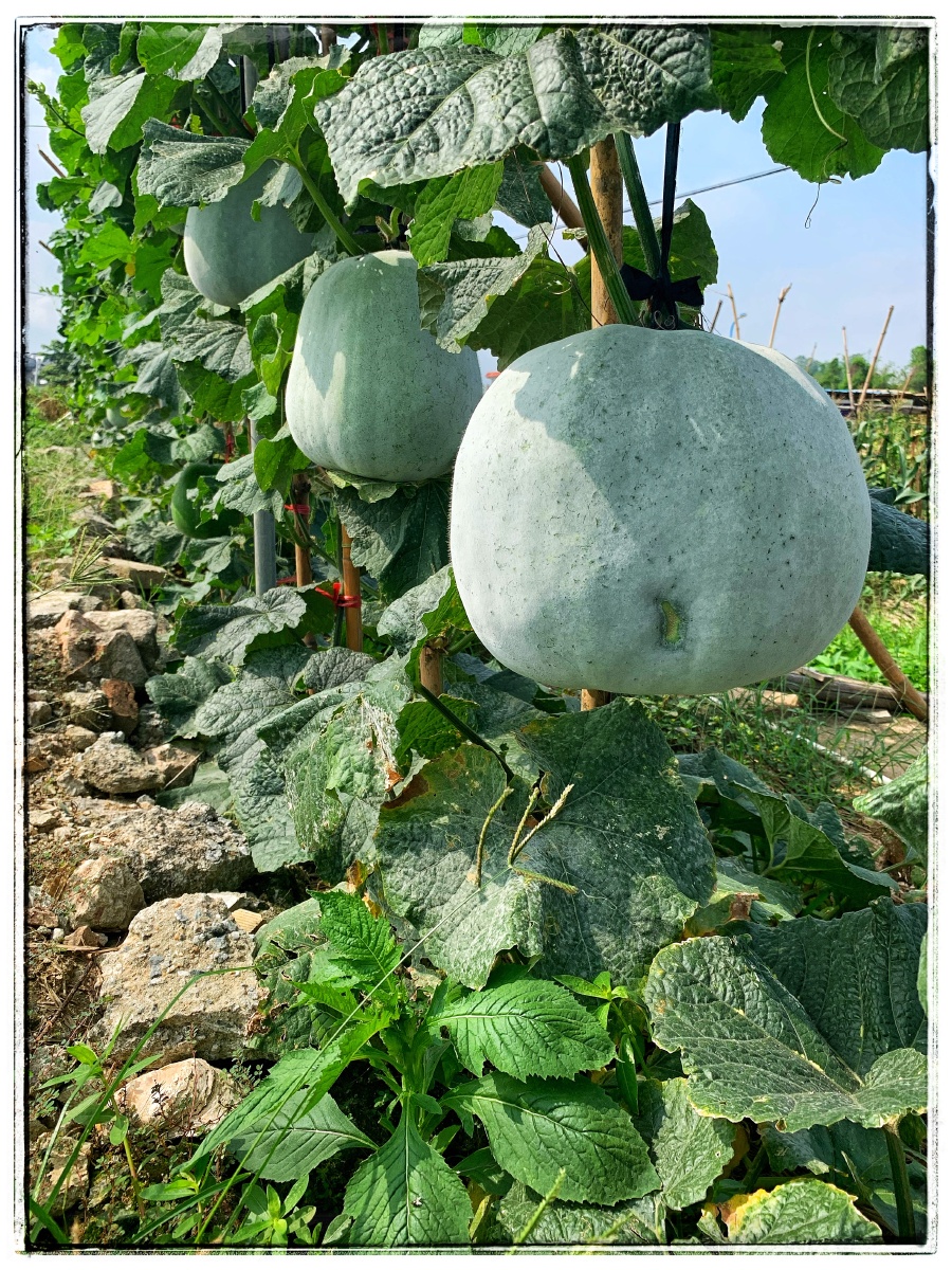 家乡新鲜的农作物9191 - 摄影师shirley - 图虫